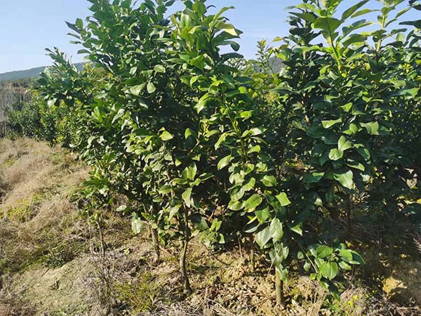 油茶