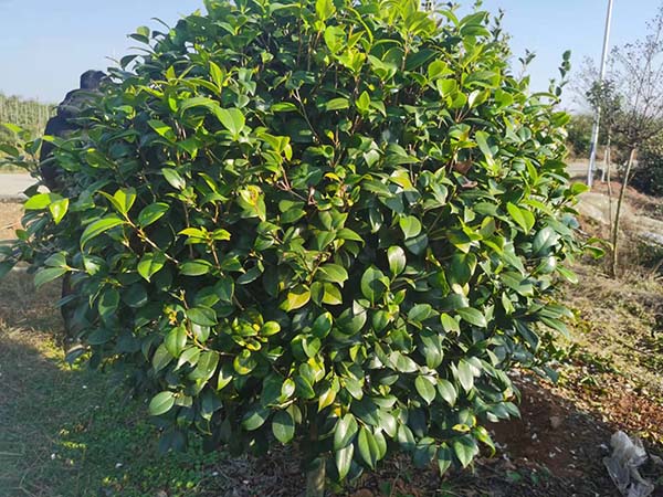 油茶