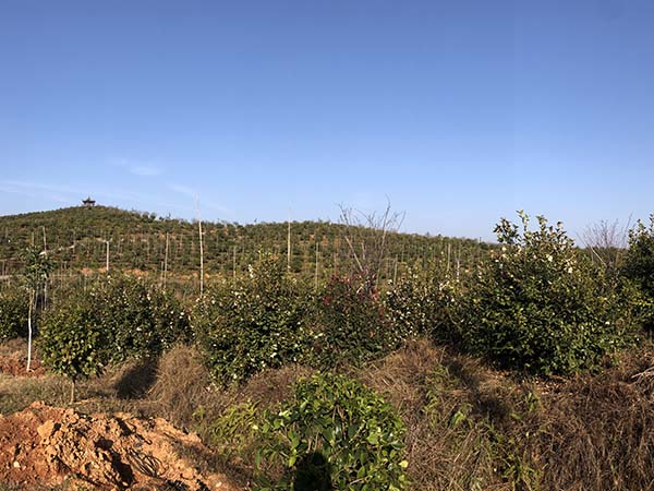 油茶