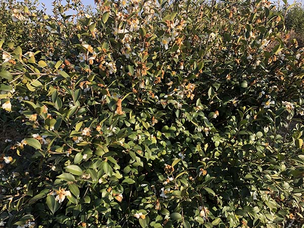 油茶