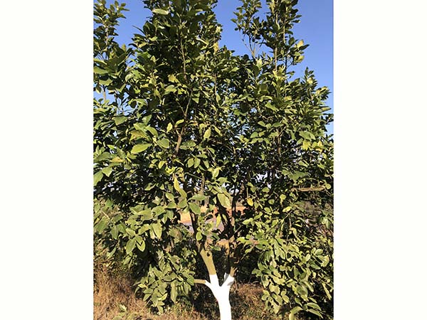 马家柚果树