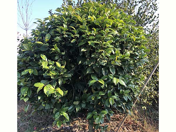 茶花球