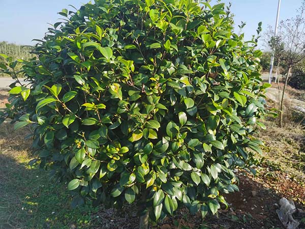茶花球