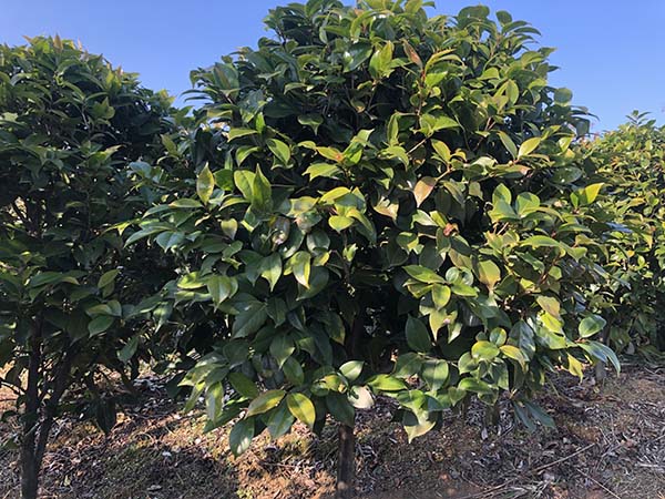 茶花球