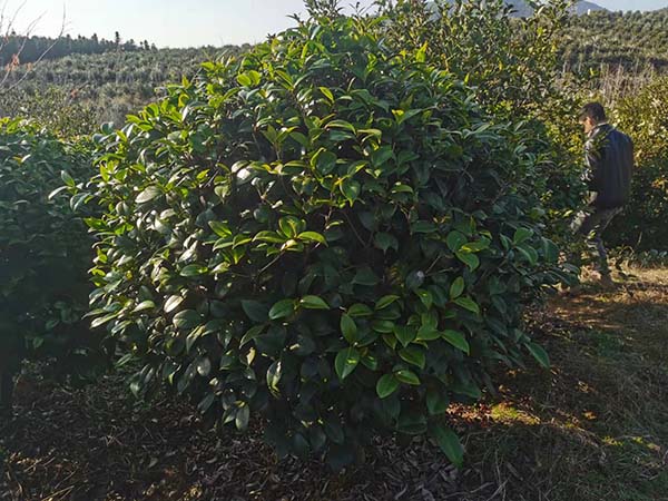 茶花球