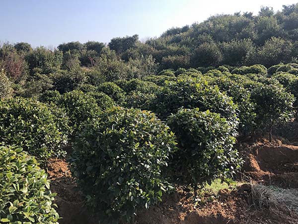 茶花球