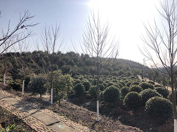 茶花球
