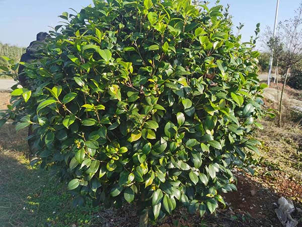 茶花球